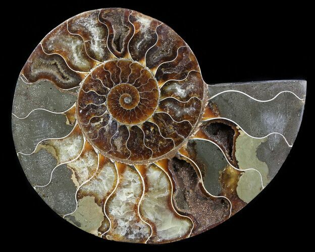 Cut Ammonite Fossil (Half) - Agatized #54362